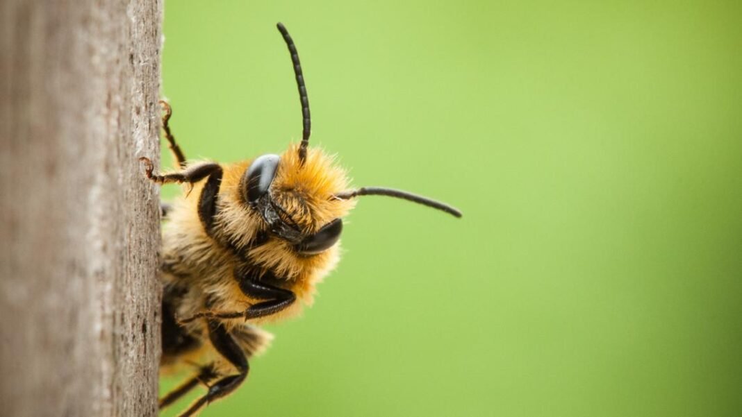 Pierce County man charged after allegedly setting fire while trying to burn a bee

