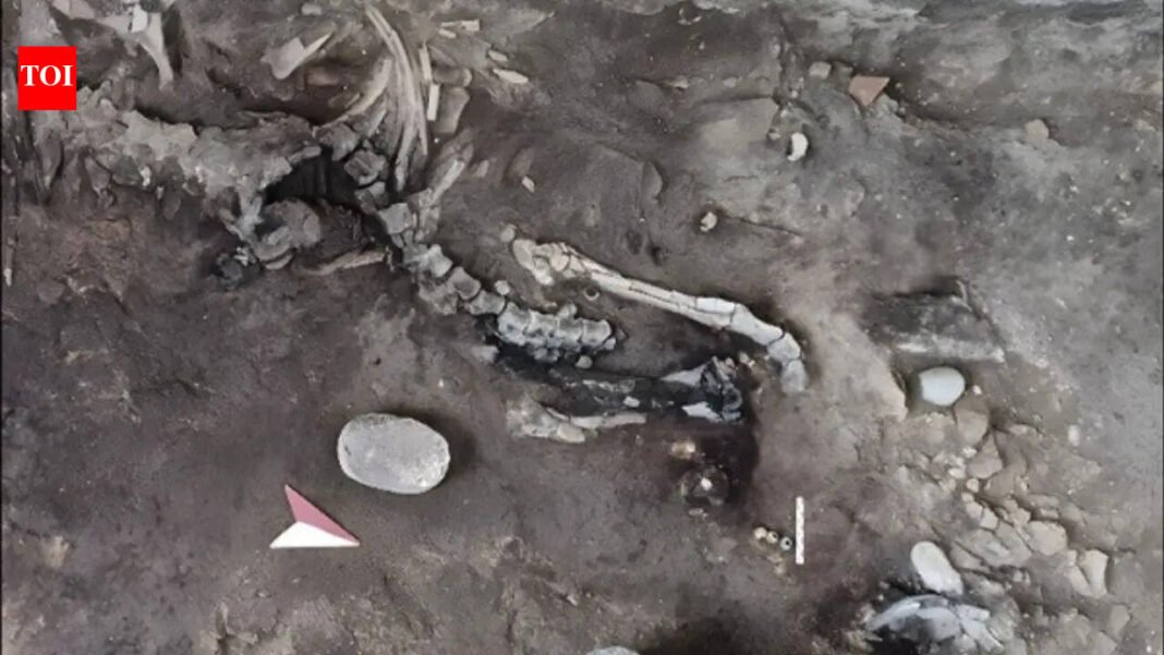 Pompeii bakery: Two skeletons found in Pompeii bakery may hold key to mystery of volcanic eruption hidden for nearly 2,000 years | World News

