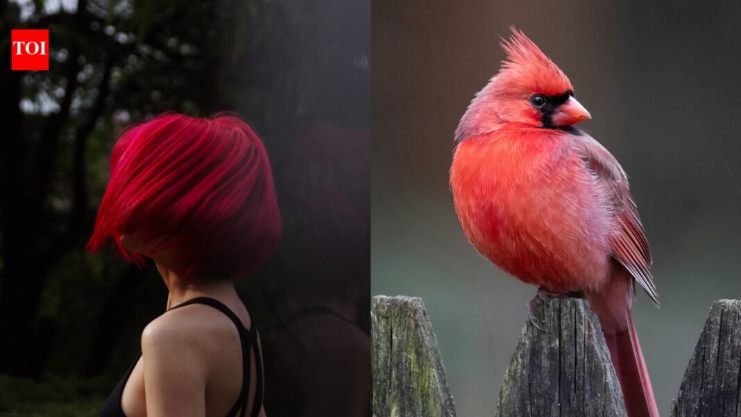 Reason behind red and orange hair in humans revealed: Birds solve evolutionary mystery of ginger hair