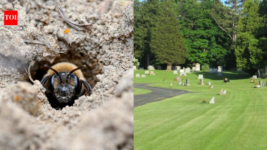 Scientists find 5.5 million bees living under New York cemetery for more than 100 years, which may help save fragile pollinators