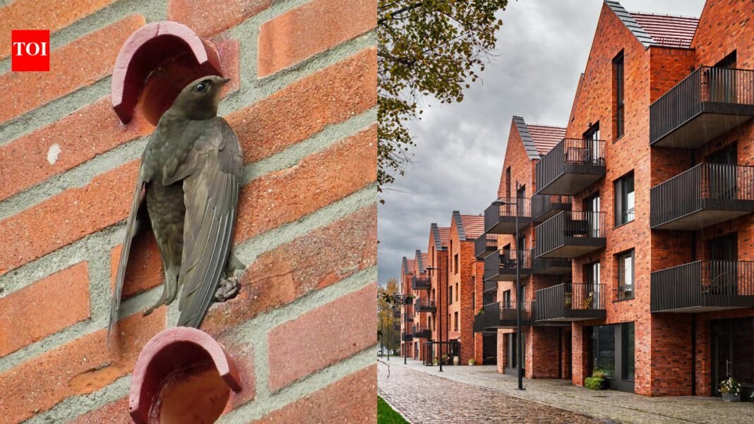 Scotland changes architecture forever to save disappearing birds: Tiny 'quick bricks' will now be built into new homes World News

