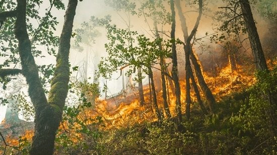Sedona Pocket Fire update: Vast swaths of Arizona vegetation on fire; check maps, evacuation plans — scary video emerges