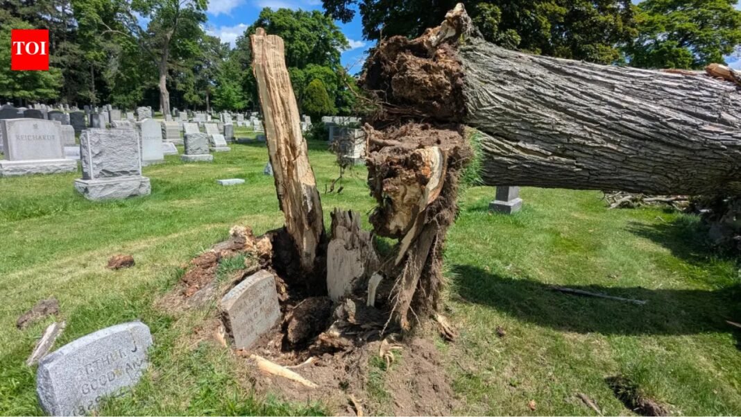 Storm discovery: Grave hidden for more than 100 years revealed after New York storm toppled giant tree World News

