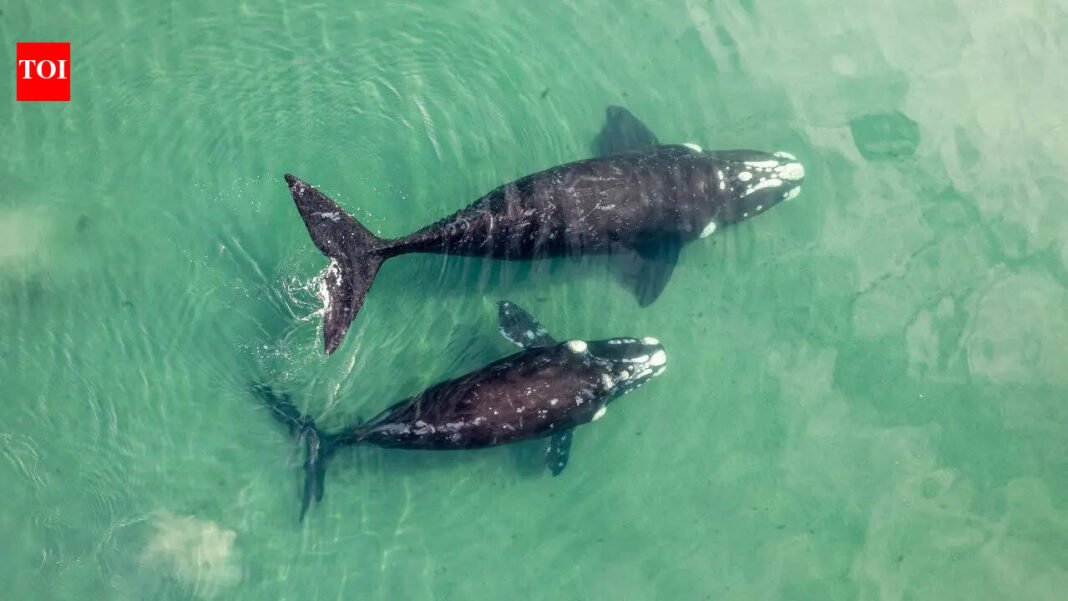 The world’s largest “whale cemetery” was discovered on the bottom of the Indian Ocean: a mystery that has been hidden for 5 million years is revealed