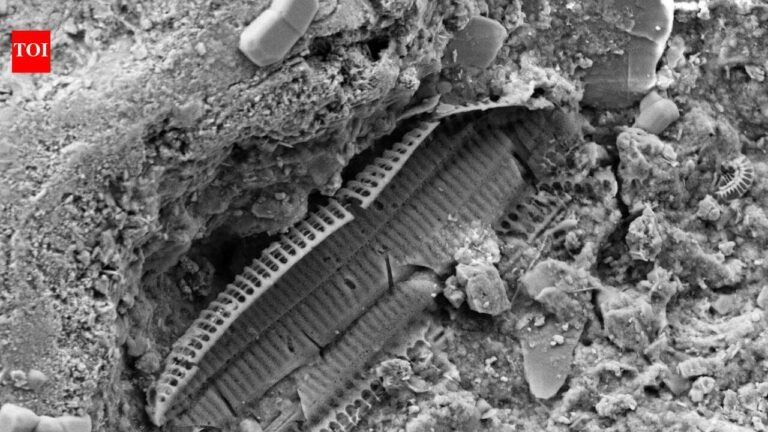 What’s underneath Omaha Beach: WWII shrapnel found in the sand reveals the land still carries memories of the war | World News