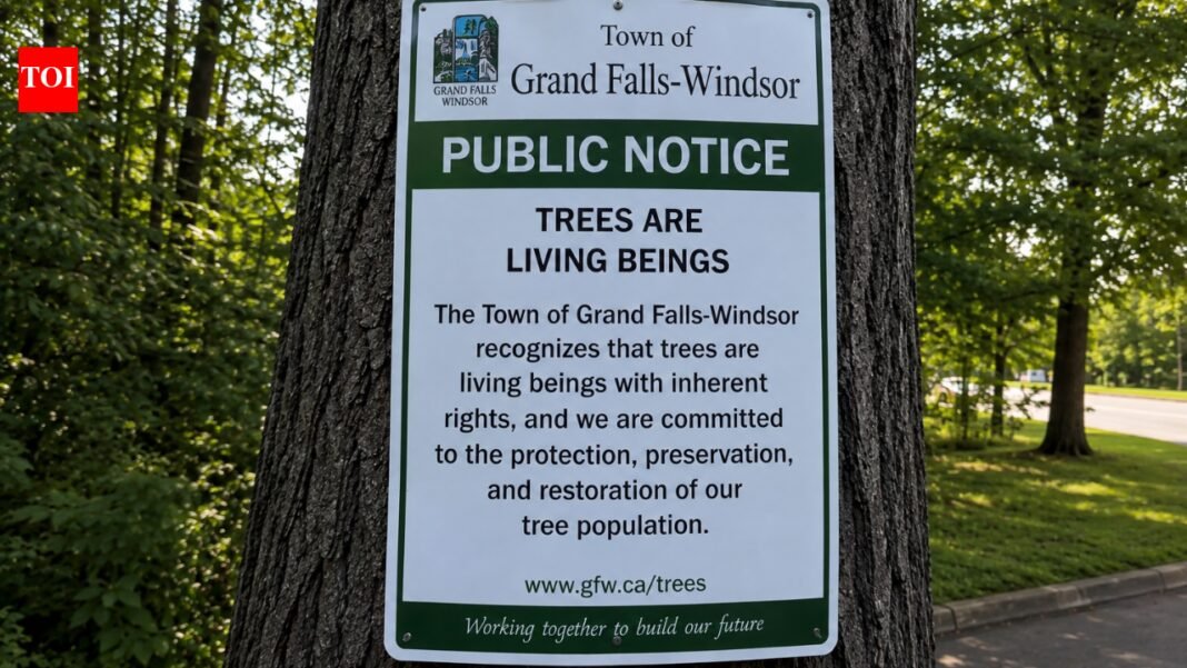 Why is a small town in Canada officially recognizing trees as beings with rights? world news
