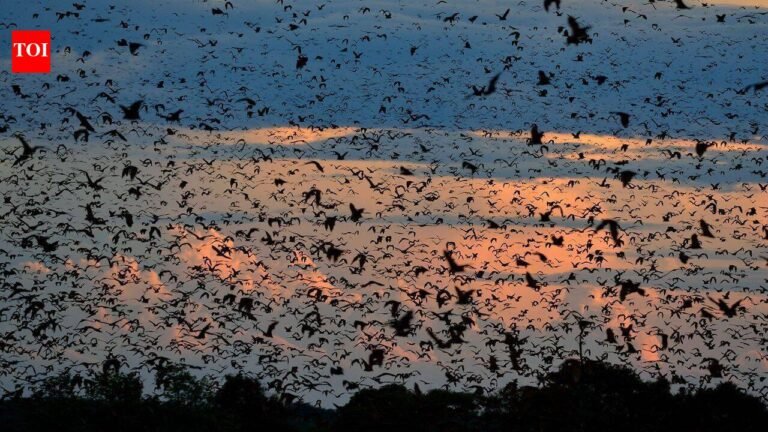 World’s largest bat migration: Zambian skies disappear under 10 million bats that night World News
